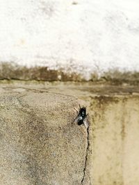 Close-up of lizard on sand