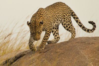 Profile view of cheetah walking on rock