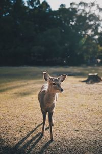 Portrait of horse standing on land