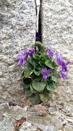 Close-up of purple flowers