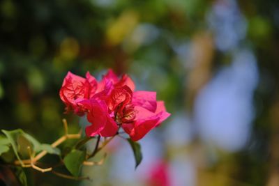 Close-up of pink rose