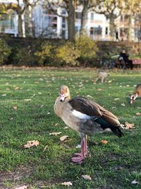 Bird perching on a field