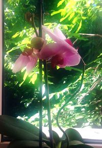 Close-up of pink flowers