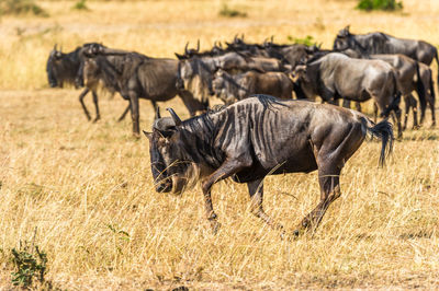 American bisons on grass