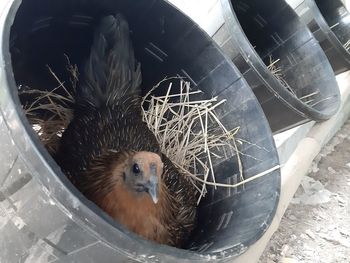 High angle view of an animal