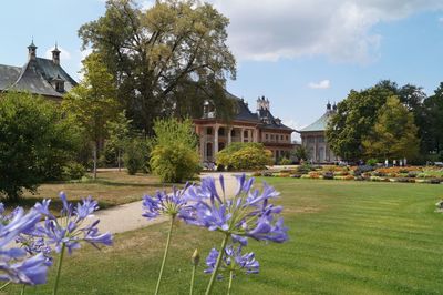 Purple flowering plants by building against sky