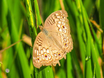 Close-up of butterfly on grass