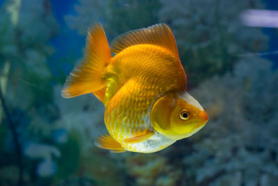 Close-up of fish swimming in sea