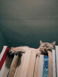 Sleeping cat sitting on a books