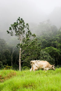 View of an animal on land