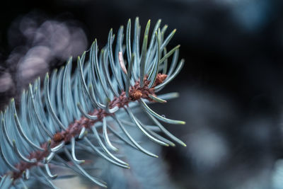 Blue spruce branches close view