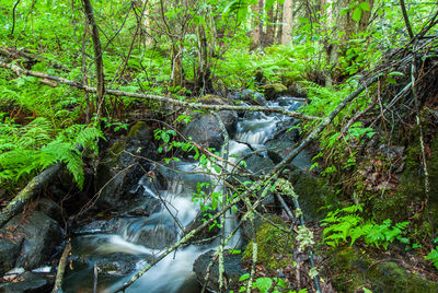 Stream amidst trees in forest