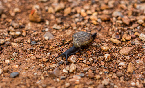 Close-up of lizard on land