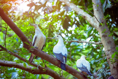 Close-up of bird perching on tree