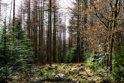 Pine trees in forest