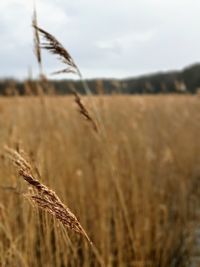 Close-up of stalks in field