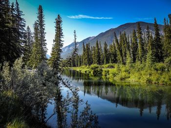 Scenic view of lake by trees against sky