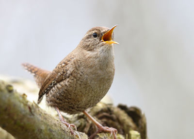 Close-up of bird perching on a tree