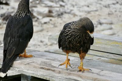 Close-up of birds perching on wood