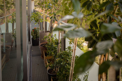 Close-up of potted plants against window