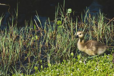 View of a bird on grass