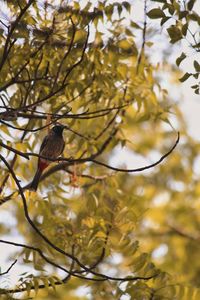 Low angle view of bird perching on branch