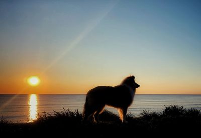 View of a dog looking away at sunset