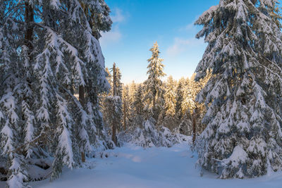 Snow covered trees against sky