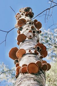 Mushrooms growing on a birch tree