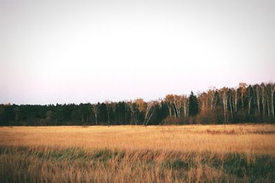 Scenic view of field against clear sky