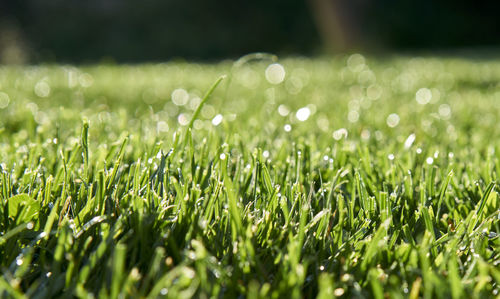 Close-up of wet grass on field