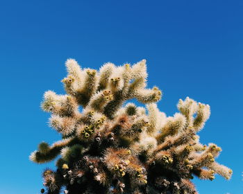 Low angle view of tree against clear blue sky