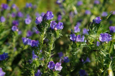 Close-up of purple flowering plants