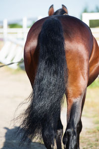 Close-up of horse in field