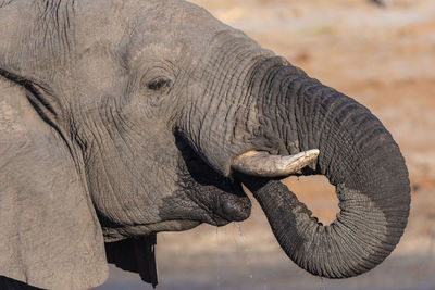 Close-up of elephant