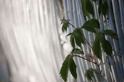 Close-up of plants against blurred background