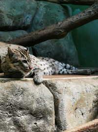 Cat sleeping on rock in zoo