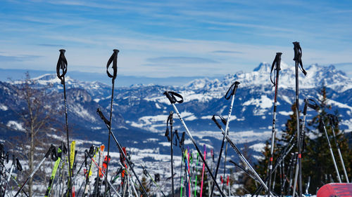 View of birds on snow covered land