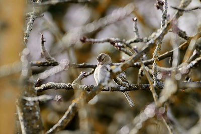 Close-up of bird perching on branch