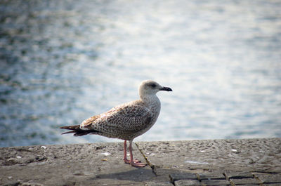 Close-up of bird perching on retaining wall by lake