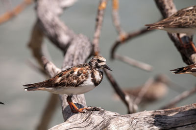 Close-up of bird perching on wood