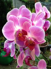 Close-up of pink orchids blooming outdoors