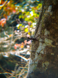 Close-up of bird perching on tree trunk