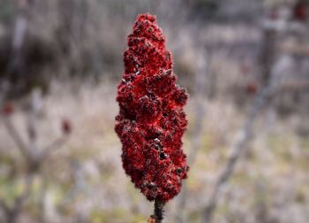 Close up of red flowers