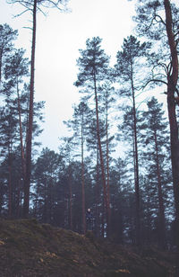Low angle view of trees in forest