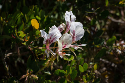 Close-up of pink flowers