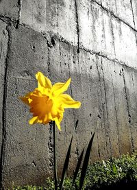 Close-up of yellow flower against blurred background