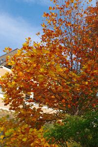 Close-up of tree against sky during autumn