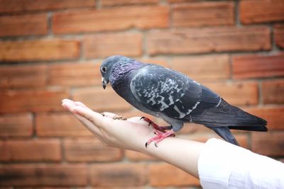 Close-up of pigeon perching on hand against wall