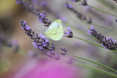 Close-up of butterfly on purple flowering plant